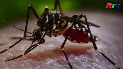 Phòng ngừa lây nhiễm Virus Zika